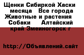 Щенки Сибиркой Хаски 2 месяца - Все города Животные и растения » Собаки   . Алтайский край,Змеиногорск г.